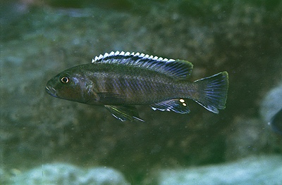 Genyochromis mento 'Likoma Island'